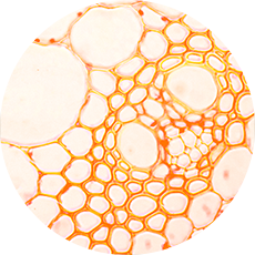 Mexoryl ingredient